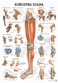plansza-anatomiczna-konczyna-dolna-or-100x70