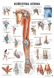 plansza-anatomiczna-konczyna-gorna-or-100x70