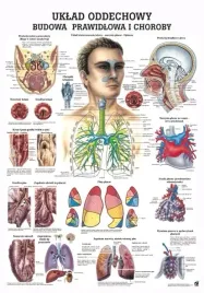 plansza-anatomiczna-uklad-oddechowy-budowa-prawidlowa-i-choroby