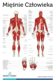 plansza-anatomiczna-miesnie-czlowieka