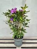 rozanecznik-catawbiense-grandiflorum-rodzaj-rosliny-rozaneczniki-i-azalie