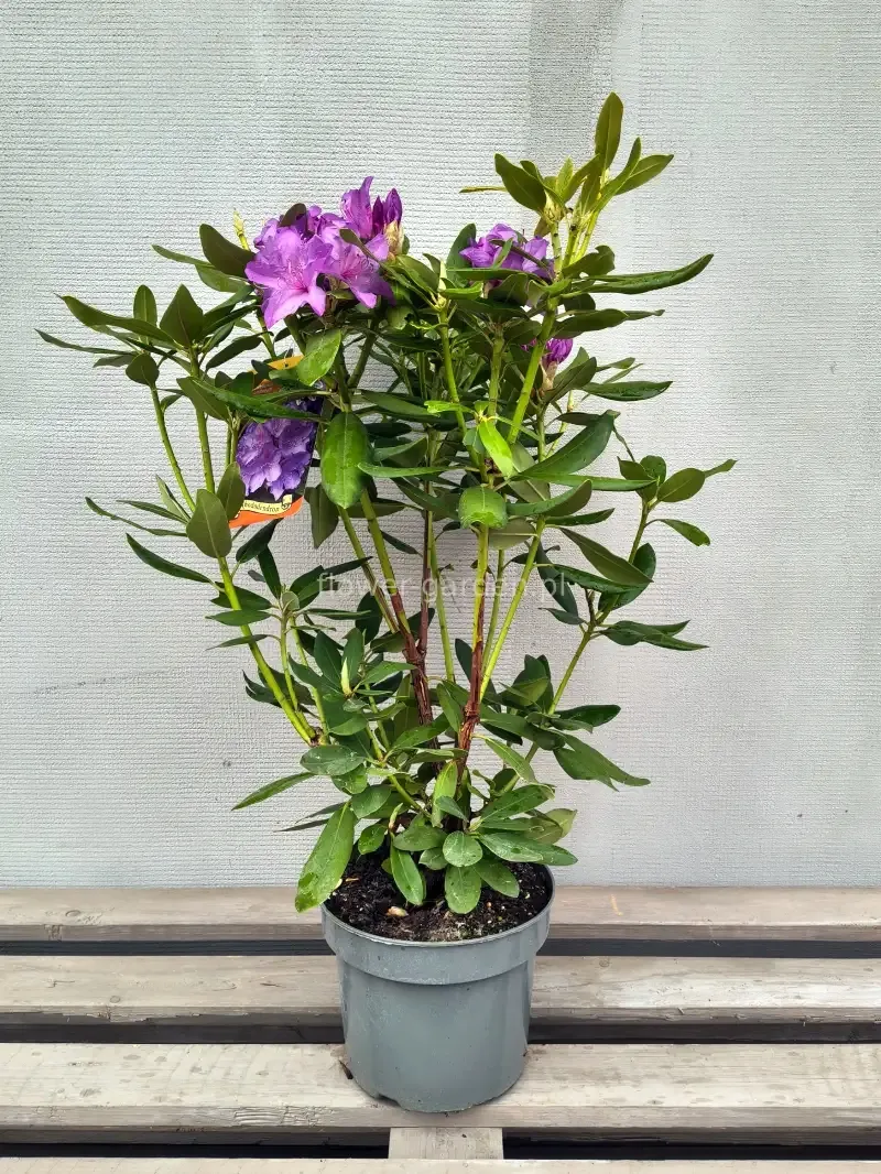 rozanecznik-catawbiense-grandiflorum-rodzaj-rosliny-rozaneczniki-i-azalie