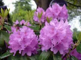 rozanecznik-catawbiense-grandiflorum-stan-nowy