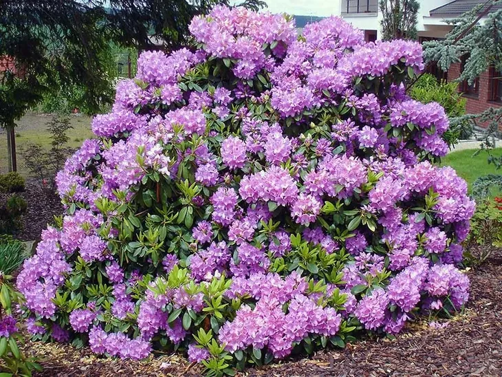 rozanecznik-catawbiense-grandiflorum-producent-szkolka-roslin-ozdobnych-a-r-koblanscy