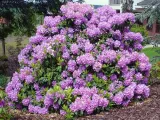 rozanecznik-catawbiense-grandiflorum-producent-szkolka-roslin-ozdobnych-a-r-koblanscy