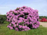 rozanecznik-catawbiense-grandiflorum-nazwa-lacinska-rhododendron