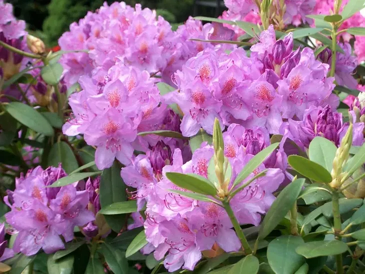 rozanecznik-catawbiense-grandiflorum-rodzaj-rosliny-rozaneczniki-i-azalie-stan-nowy