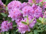 rozanecznik-catawbiense-grandiflorum-rodzaj-rosliny-rozaneczniki-i-azalie-stan-nowy
