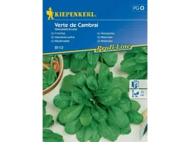 roszponka-verte-de-cambrai-nasiona-kiepenkerl