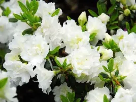 azalia-japonska-schneeperle-snieznobiala-c2