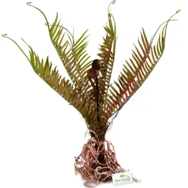 sztuczna-roslina-do-terrarium-paproc-40x14x41-cm-terrario