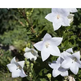 dzwonek-karpacki-campanula-carpatica-weisse-clips