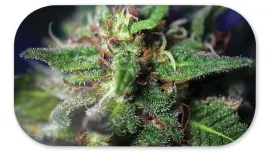 pokrywa-do-tacki-v-syndicate-wzor-blue-dream-27x16-cm