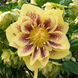 ciemiernik-double-ellen-yellow-spotted-1-szt-p9