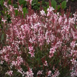 gaura-lindheimera-gaudi-rose-1-szt-doniczka-p9