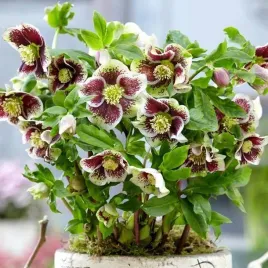 ciemiernik-pretty-ellen-white-spotted-1-szt-donic