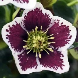 ciemiernik-wschodni-solar-velvet-1-szt-doniczka-p