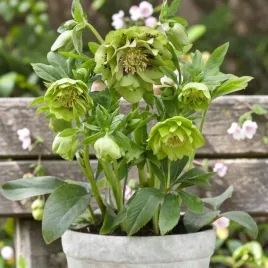 helleborus-ciemiernik-double-ellen-green-1-szt-do