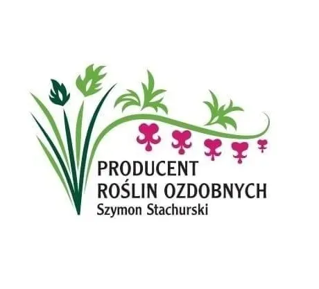 ss-czosnek-ozdobny-millenium-c2