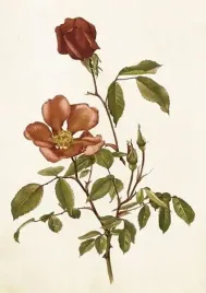karnet-st429-b6-koperta-roza