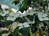 deren-kousa-teutonia-c5-waga-z-opakowaniem-7-5-kg