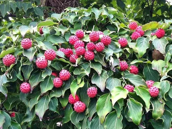 deren-kousa-cappucino-c5-styl-ogrod-skalny-ogrod-japonski-ogrod-wiejski-ogrod-nowoczesny-ogrod-srodziemnomorski