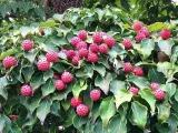 deren-kousa-cappucino-c5-styl-ogrod-skalny-ogrod-japonski-ogrod-wiejski-ogrod-nowoczesny-ogrod-srodziemnomorski