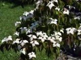 deren-kousa-cappucino-c5-kod-produktu-cornus11749-etk