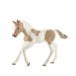 zrebie-rasy-paint-horse-slh13886