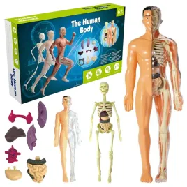 model-anatomiczny-czlowieka-3d-szkielet-organy-edukacyjny-dla-dzieci-nauka