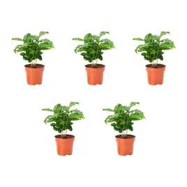 5-szt-coffea-arabica-roslina-doniczkowa-kawa-20-cm-coffea