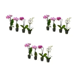 3-szt-phalaenopsis-roslina-doniczkowa-orchidea-rozne-kolory-6-cm