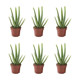 6-szt-aloes-vera-roslina-doniczkowa-35-cm-latwa-pielegnacja-aloehome