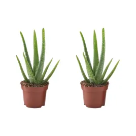 2-szt-aloes-vera-roslina-doniczkowa-35-cm-latwa-pielegnacja-aloehome