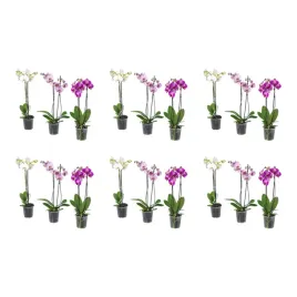 6-szt-orchidea-phalaenopsis-2-lodygi-60-cm-roslina-doniczkowa