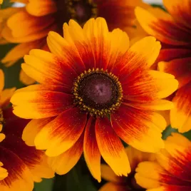rudbekia-hitra-smileyz-kissing-sadzonka-bardzo-dlugo-kwitnaca-bylina