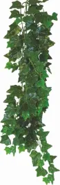 2-szt-bluszcz-hedera-helix-roslina-doniczkowa-13-cm-zielona-oaza