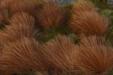 turzyca-buchanana-c4