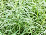 turzyca-palmowa-variegata-c4