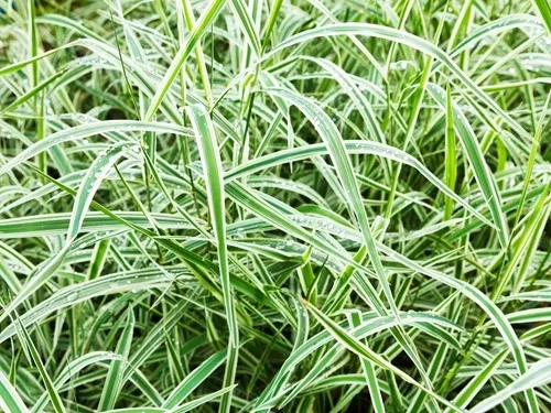 turzyca-palmowa-variegata-c4