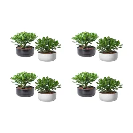 4-szt-crassula-ovata-drzewko-pieniedzy-22-cm-doniczka-zielona
