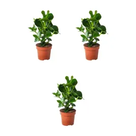 3-szt-kluzja-rozowa-12-cm-roslina-doniczkowa-do-wnetrz-clusia