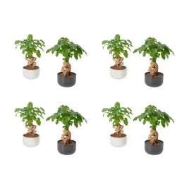 4-szt-radermachera-roslina-doniczkowa-lalka-chinska-14-cm