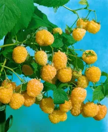 malina-zolta-golden-queen-rubus-idaeus-sadzonki-p9