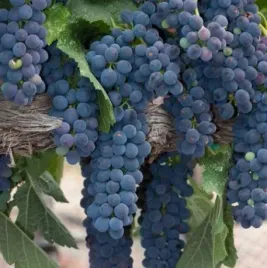 winorosl-souvignier-gris-mrozoodporna-odmiana-do-ogrodu-sadzonka-p9