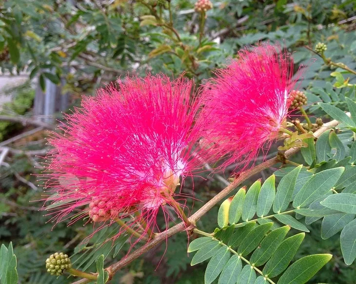 Albicja jedwabista - Egzotyczny krzew, Pachnące kwiaty, Sadzonka P9