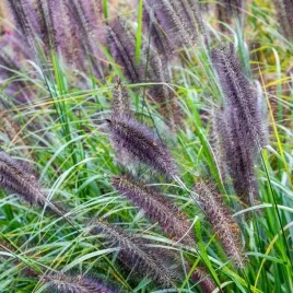 rozplenica-black-beauty-fontannowa-trawa-gesta-ciemne-klosy-sadzonka-p9