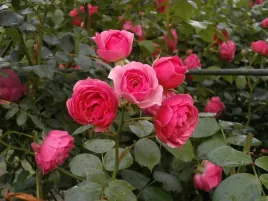 roza-miniaturowa-pink-obfite-kwiaty-sadzonka-w-pojemniku-p9