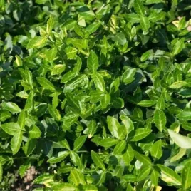 trzmielina-radicans-zimozielona-plozaca-okrywowa-sadzonka-p9