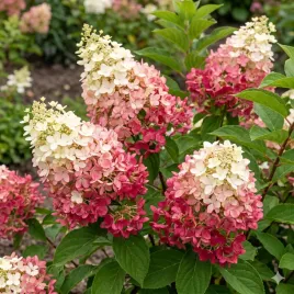 hortensja-bukietowa-sundae-fraise-truskawkowa-niska-zwarta-sadzonka-p9